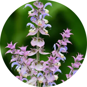 Clary Sage Absolute - Living Libations