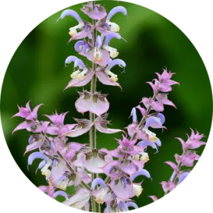 Clary Sage Absolute - Living Libations