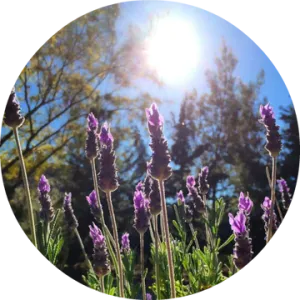 Lavender Alpine Essential Oil - Living Libations