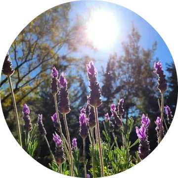 Lavender Alpine Essential Oil - Living Libations