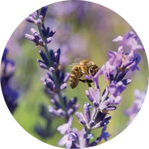 Lavender Essential Oil - Living Libations