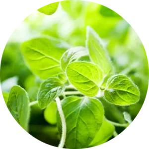 Oregano Essential Oil - Living Libations