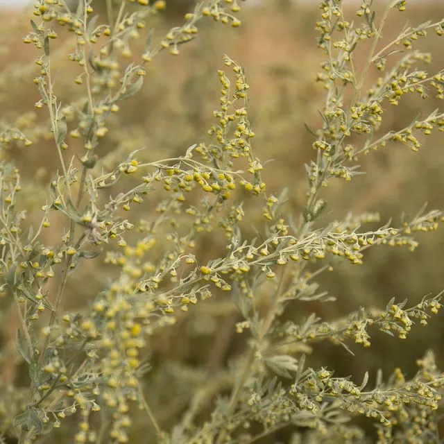 Wormwood Essential Oil - Absinthe - Wildcrafted (Artemisia absinthium)